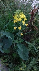 Brassica