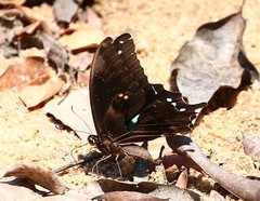 Papilio epiphorbas