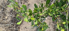 Searsia laevigata laevigata