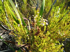 Erica margaritacea
