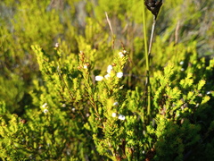 Erica margaritacea
