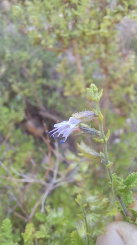 Nama Sage (Salvia namaensis)