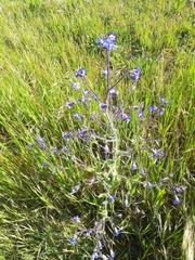 Anchusa azurea