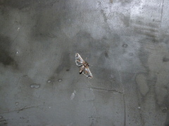 Leucinodes orbonalis