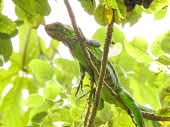 Iguana iguana