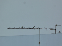 Psilopogon haemacephalus