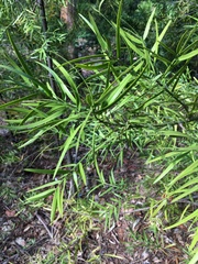 Afrocarpus falcatus