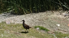 Pardirallus sanguinolentus