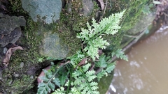 Asplenium ritoense