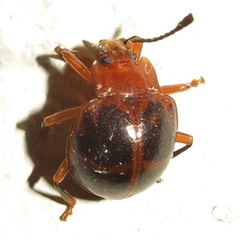 Corynomalus