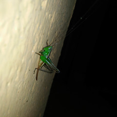 Conocephalus signatus