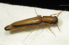 Lymexylidae