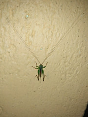 Conocephalus signatus