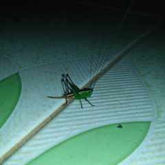 Conocephalus signatus