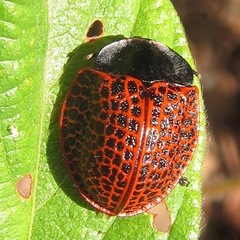 Botanochara tessellata