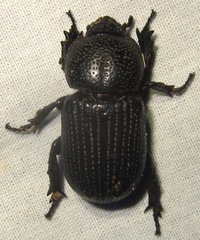 Phileurini