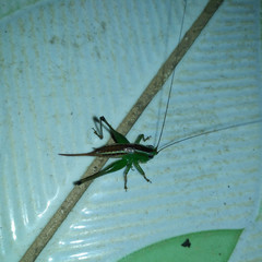 Conocephalus signatus