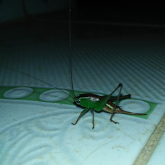 Conocephalus signatus