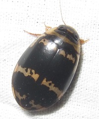 Thermonectus