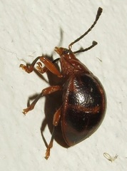 Corynomalus