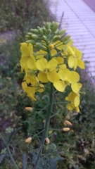Brassica