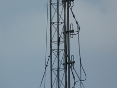 Cacomantis merulinus