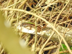 Kentropyx altamazonica