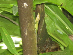 Anolis richardii