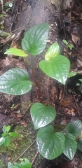Piperales