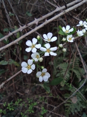 Spiraea thunbergii