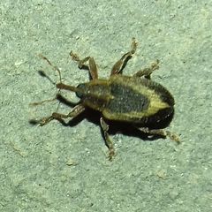 Lignyodes suturatus