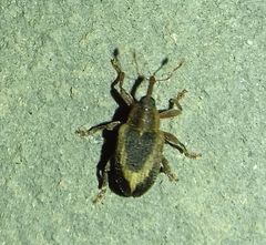 Lignyodes suturatus