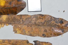 Phloeospora dodonaeae