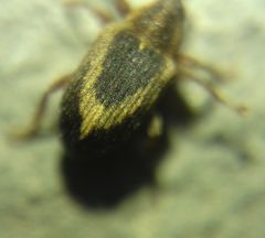Lignyodes suturatus
