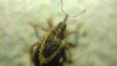 Lignyodes suturatus
