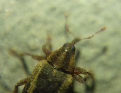 Lignyodes suturatus