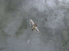 Leucinodes orbonalis