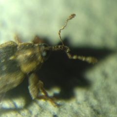 Lignyodes suturatus