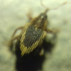 Lignyodes suturatus