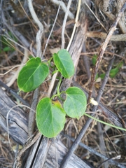 Cynanchum obtusifolium