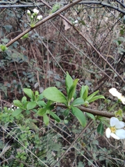 Spiraea thunbergii