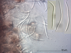 Phloeospora dodonaeae