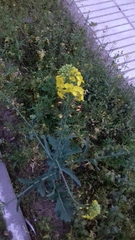 Brassica