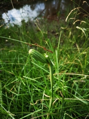 Irideae