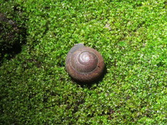 Dentellaria perplexa