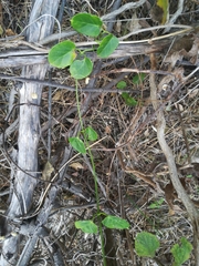 Cynanchum obtusifolium