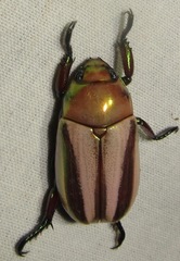 Pelidnota testaceovirens