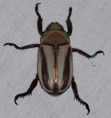 Pelidnota testaceovirens