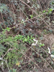 Spiraea thunbergii