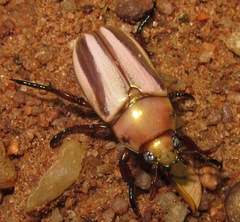 Pelidnota testaceovirens